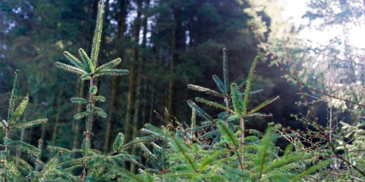 15 Best Online Casinos Australia 2025 Real Money Casino Sites