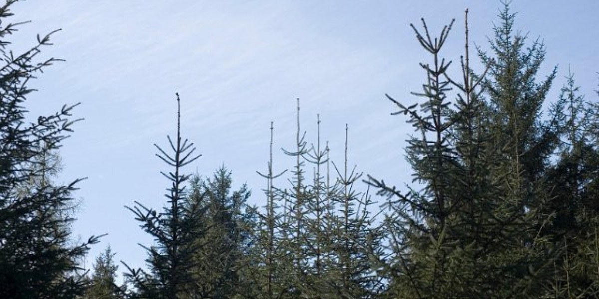 Best Online Casinos for Real Money in the US Top Casino Sites