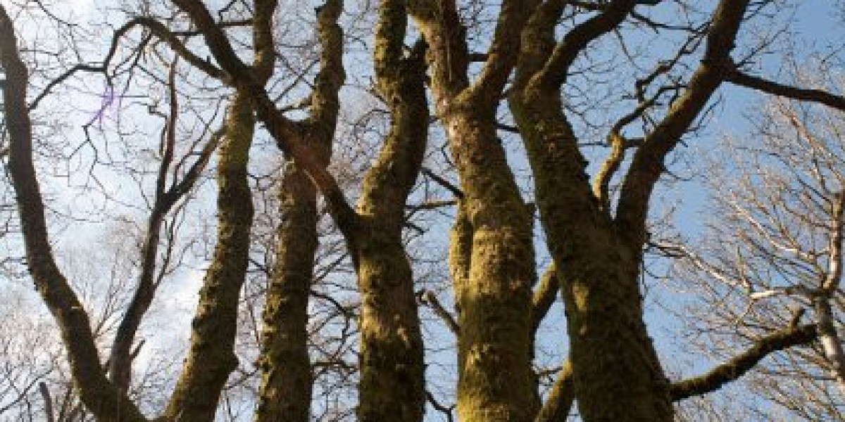 Best Online Casinos Australia: Top Aussie Real Money Sites 2025