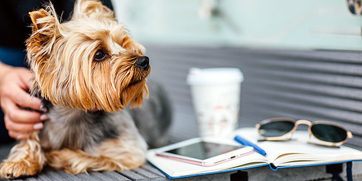 How Does an ESA Letter Help Manage Emotional or Mental Conditions